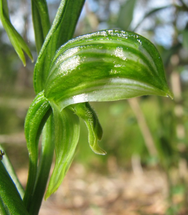 Pterostylis longifolia